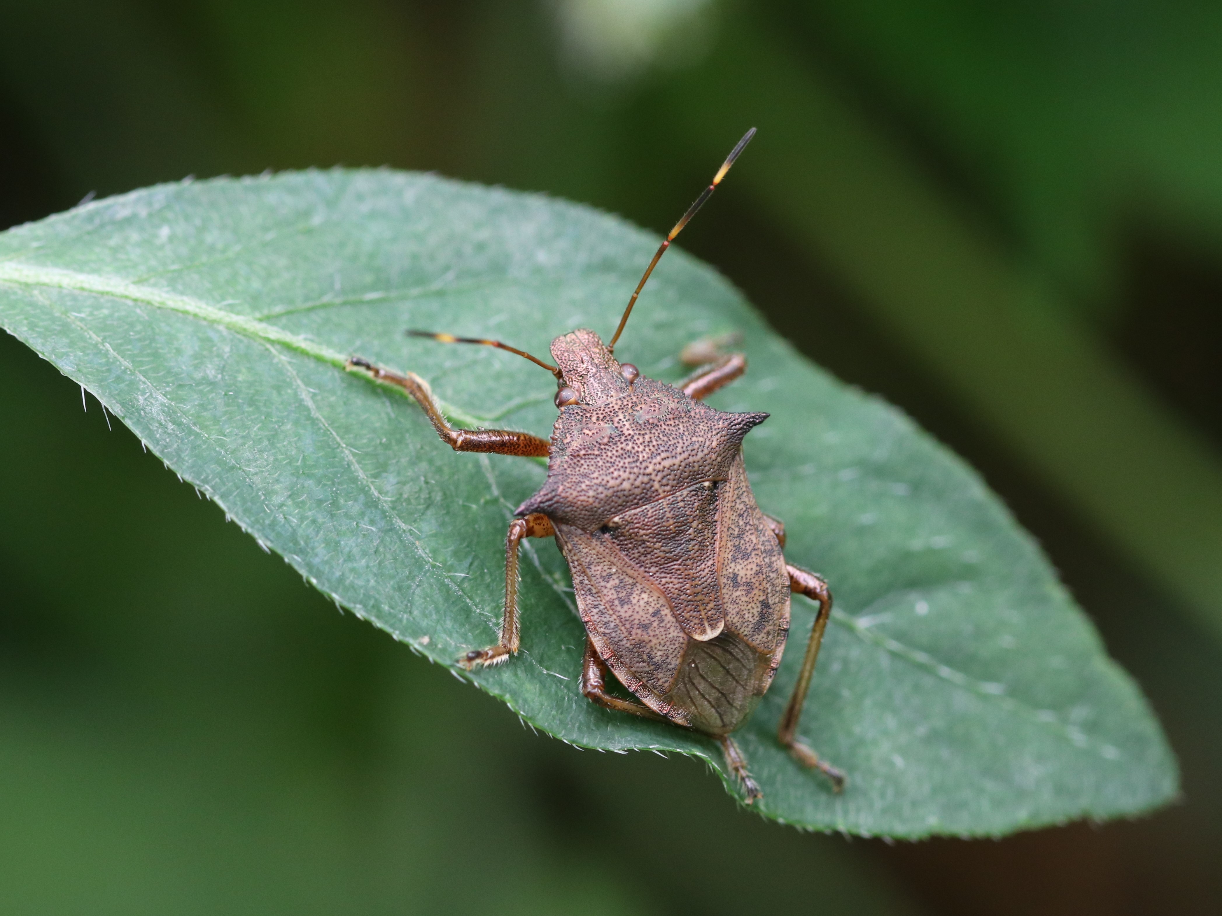クチブトカメムシ2
